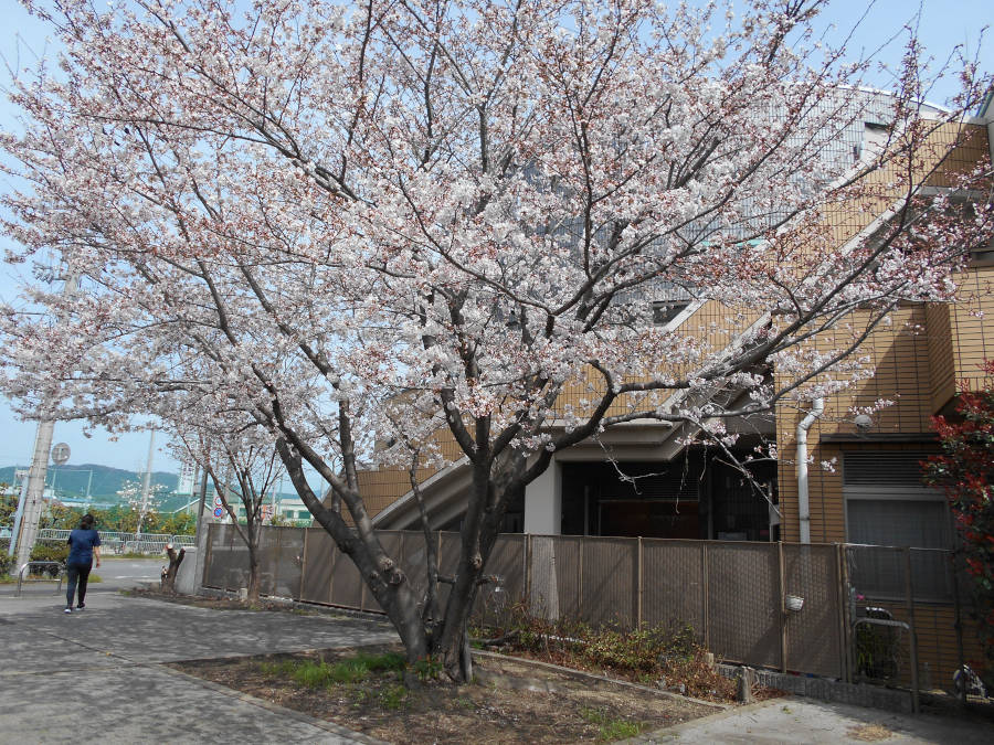 東高瀬川センター デイサービス 桜の木
